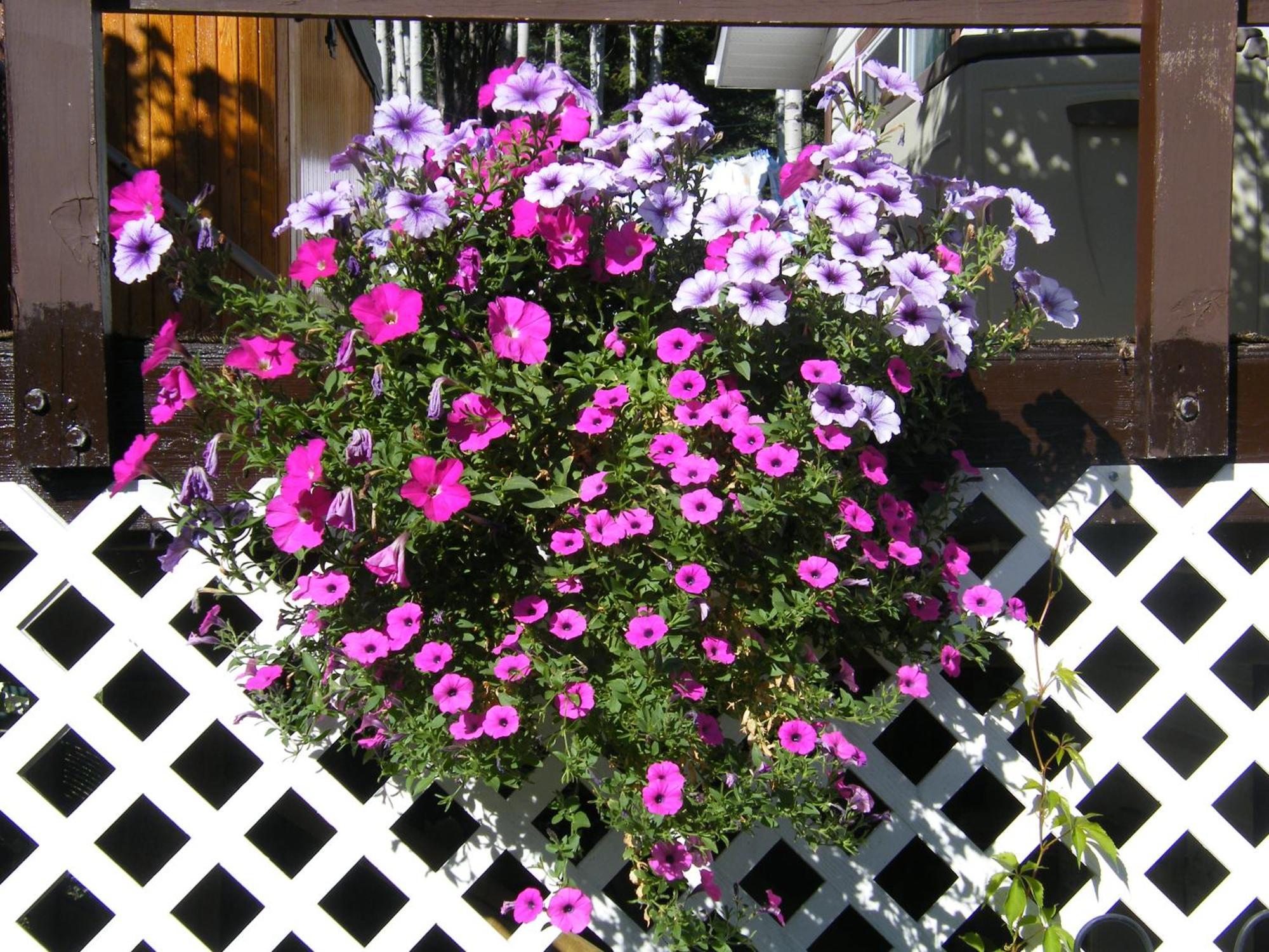 Silvern Lake Trail Bed And Breakfast Smithers Bagian luar foto